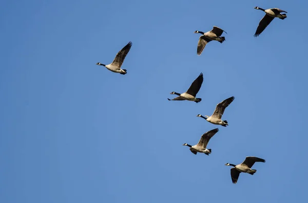 Flock Canada Gäss Som Flyger Blå Himmel — Stockfoto