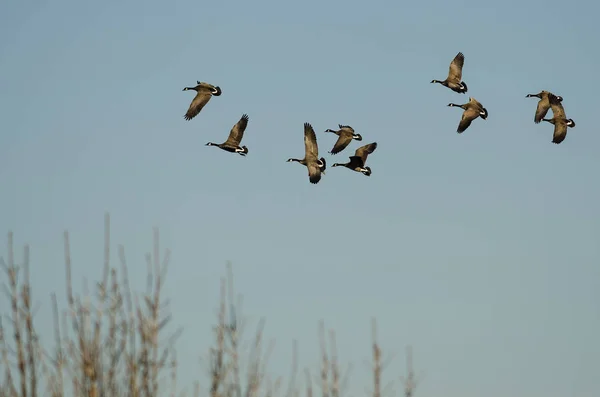 Schwarm Kanadagänse Fliegt Über Die Feuchtgebiete — Stockfoto