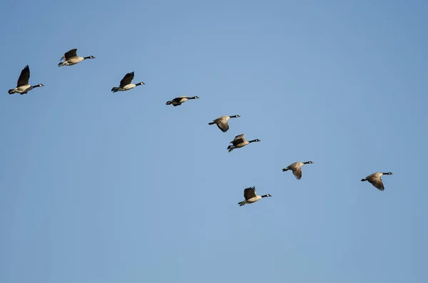 Flock Canada Geese Πετώντας Ένα Μπλε Ουρανό — Φωτογραφία Αρχείου