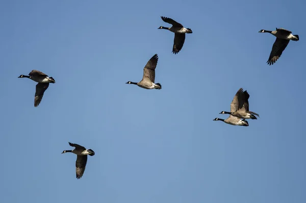 Manada Gansos Canadá Volando Cielo Azul —  Fotos de Stock