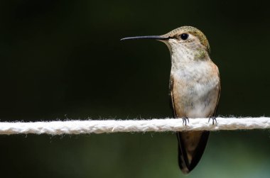 Rufous Hummingbird Bir parça beyaz çamaşır ipine tünemiş