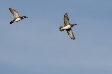 Bir çift ördek Mavi Gökte Uçuyor
