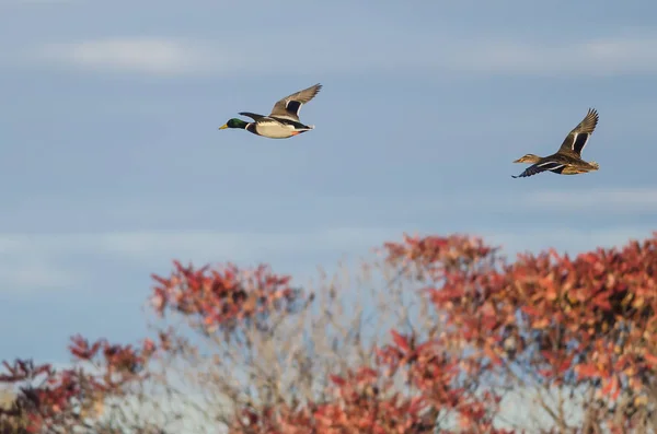 Mallard Patos Volando Bajo Sobre Los Árboles Otoño — Foto de Stock