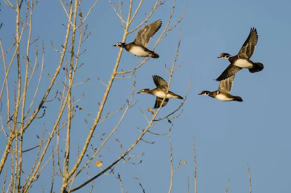 Schwarm Waldenten Fliegt Tief Über Die Herbstbäume — Stockfoto