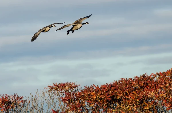 秋の木々 の上低を飛んでカナダのガチョウ — ストック写真