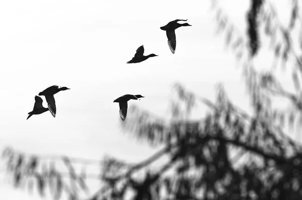 Bandada Patos Voladores Siluetas Sobre Fondo Blanco — Foto de Stock