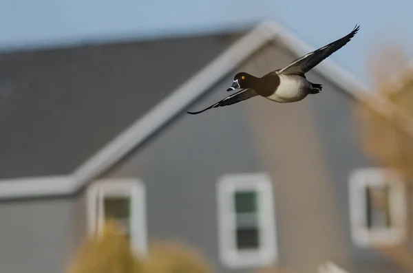 Ring Necked Duck Flying Residential Neighborhood — Stock Photo, Image