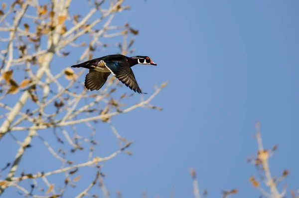 Wood Duck Flying Low Over the Autumn Trees