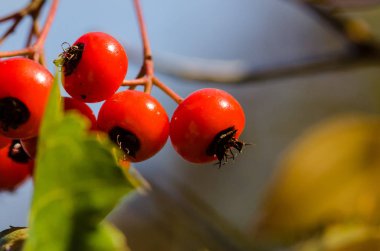 Parlak kırmızı çilek sonbahar köpek Gül Bush