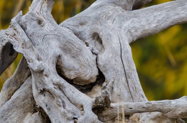 Doğa Özet: Doğal olarak budaklı ve ahşap aşınmış parça yıpranmış