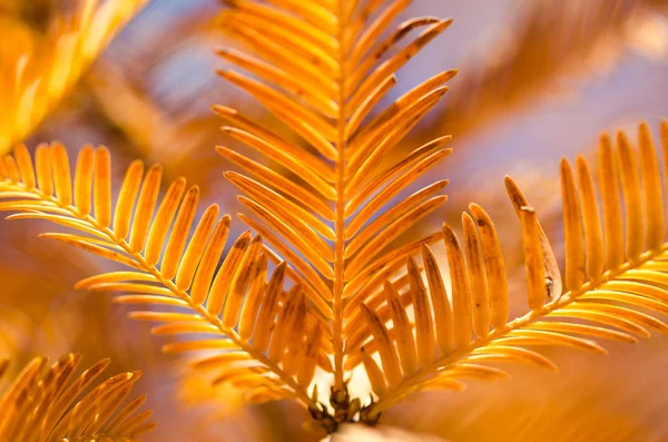 Die Goldenen Nadeln Des Mammutbaums Herbst — Stockfoto