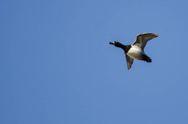Yüzük - boyunlu Duck mavi gökyüzünde uçan
