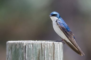 Spunky Little Tree Swallow Perched atop a Weathered Wooden Post clipart