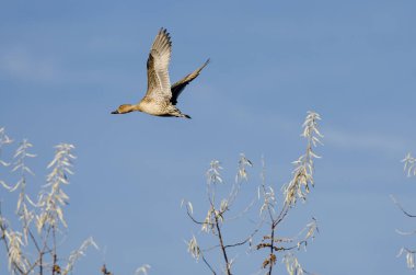 Düşük kalabalık düşük sonbahar ağaçların üzerinden uçan