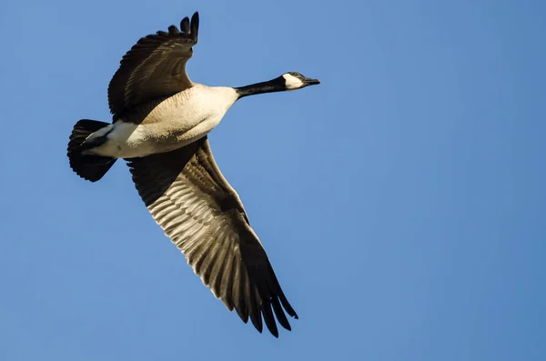 Canada Goose Flying Blue Sky — Stock Photo, Image