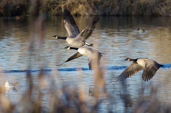 Kanadagäss Flyger Lågt Över Höstens Våtmarker — Stockfoto