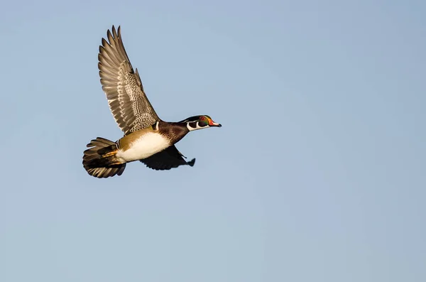 Wood Duck Flying Blue Sky — Stock Photo, Image