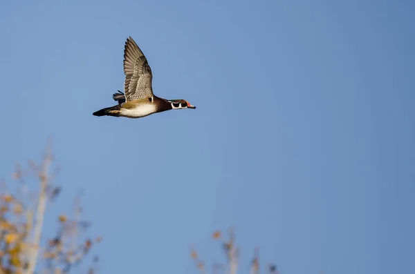 Pato Madera Volando Bajo Sobre Los Árboles Otoño — Foto de Stock