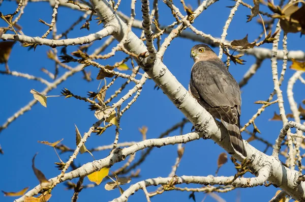 Sharp Shinned Hawk Wznosi Się Wysoko Gołe Konary Drzewa Jesień — Zdjęcie stockowe