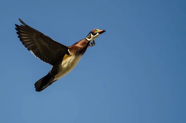 Pato Madera Volando Cielo Azul — Foto de Stock