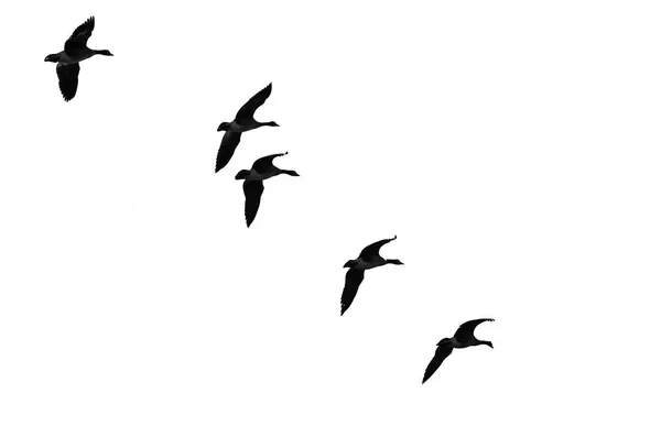 Flock of Flying Geese Silhouetted on a White Background