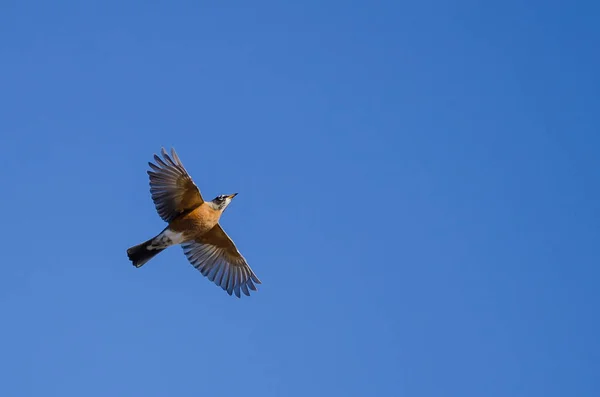 American Robin Flying in a Blue Sky