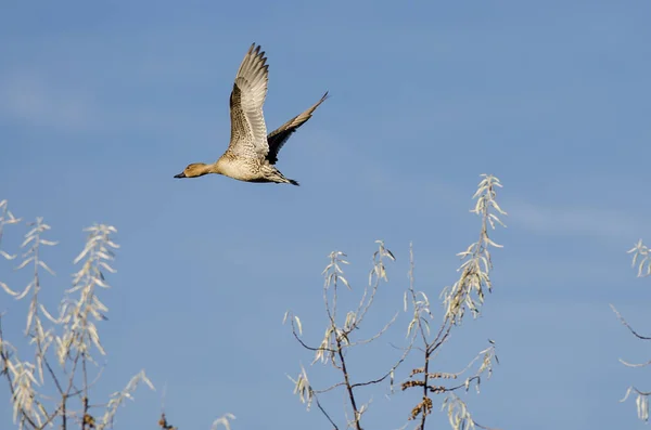 Low Gadwall Flying Low Autumn Trees — Stock Photo, Image