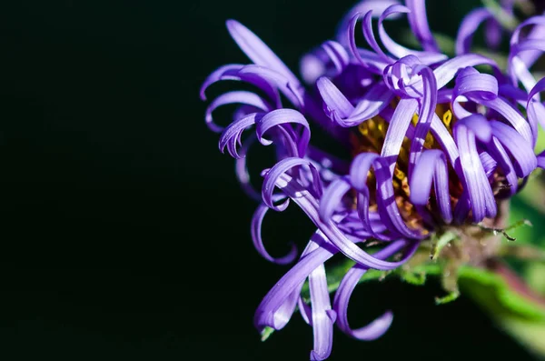 Tiny Violet Bloem Lui Uncurling Bloemblaadjes Aan Vroege Ochtend Zon — Stockfoto