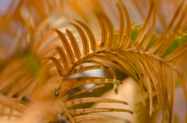 Natura Astratta Golden Needles Dawn Redwood Autunno — Foto Stock