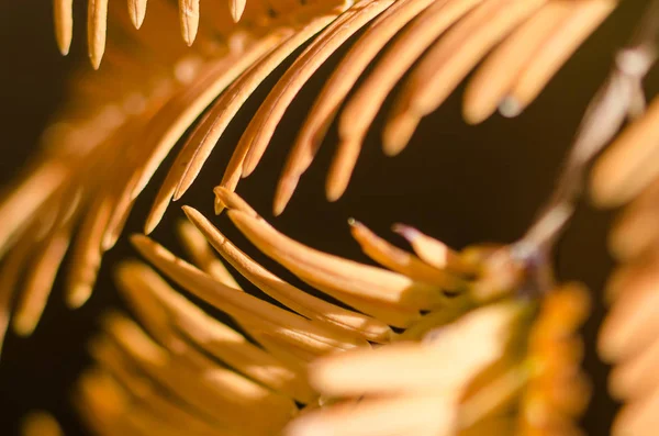 Natureza Abstract Agulhas Douradas Madrugada Redwood Outono — Fotografia de Stock