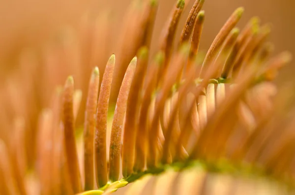 Natuur Samenvatting Gouden Naalden Van Dawn Redwood Herfst — Stockfoto