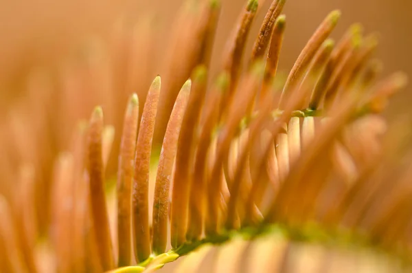 Nature Abstract Aiguilles Dorées Séquoia Aube Automne — Photo