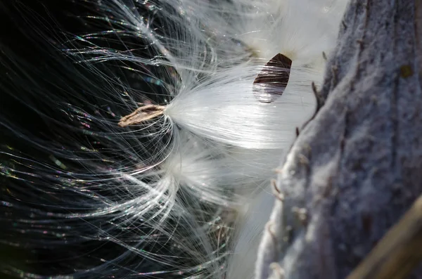 Nature Abstract Elegantes Fibras Blancas Algodoncillo Presentando Sus Semillas — Foto de Stock