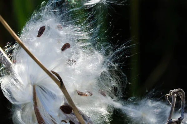 Nature Abstract Elegantes Fibras Blancas Algodoncillo Presentando Sus Semillas — Foto de Stock