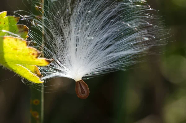 Delicate White Milkweed Seed Fibers Snagged Autumn Branch — Stock Photo, Image