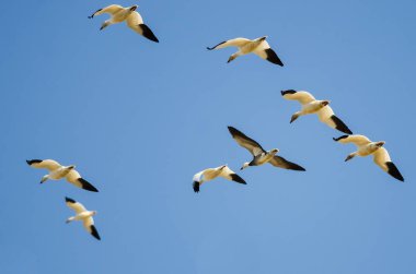 Kar kazları mavi gökyüzünde bir sürü ile uçan mavi kaz