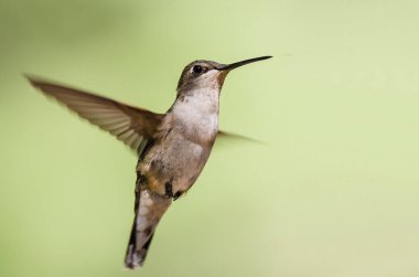 Sevimli küçük kızıl sinekkuşu uçuşta Hovering ormanın derinliklerinde