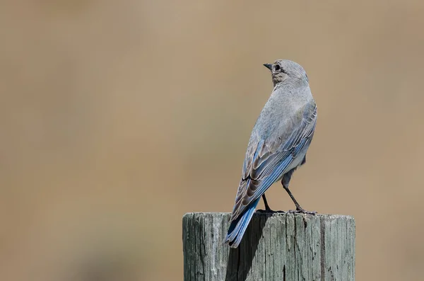 Orgulloso Pájaro Azul Montaña Encaramado Alto Poste Madera Envejecida —  Fotos de Stock