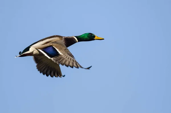 Mavi Gökte Uçan Mallard Ördeği