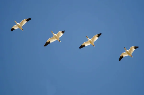 青い空に飛んで雪のガチョウの群れ — ストック写真