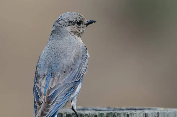 Orgulloso Pájaro Azul Montaña Encaramado Alto Poste Madera Envejecida —  Fotos de Stock