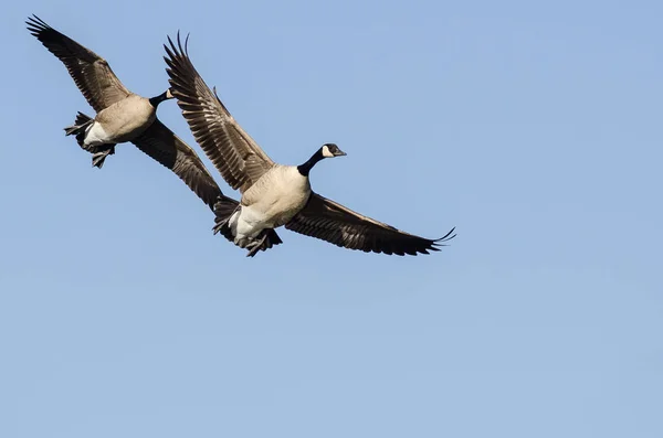 Pair Canada Geese Flying Blue Sky — Stock Photo, Image