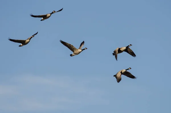 Manada Gansos Canadá Volando Cielo Azul —  Fotos de Stock