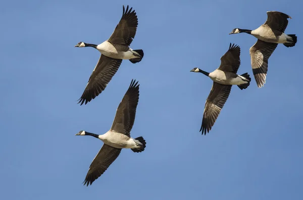 Flock Canada Geese Πετώντας Ένα Μπλε Ουρανό — Φωτογραφία Αρχείου