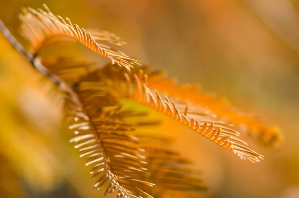 Die Goldenen Nadeln Des Mammutbaums Herbst — Stockfoto