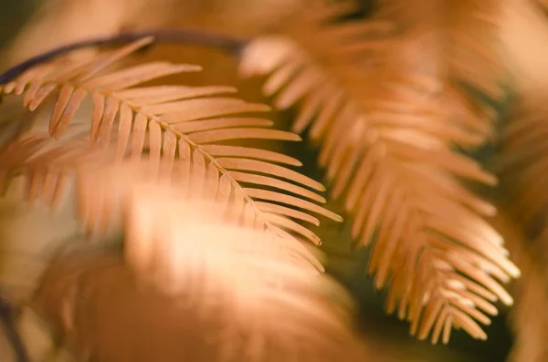 Gli Aghi Dorati Della Sequoia Dell Alba Autunno — Foto Stock