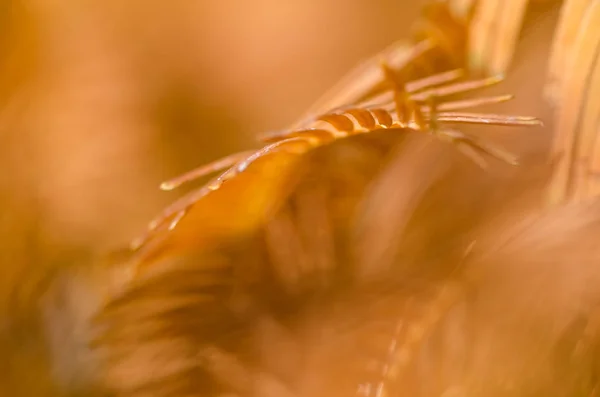 Natureza Abstract Agulhas Douradas Madrugada Redwood Outono — Fotografia de Stock