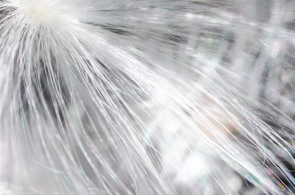 Nature Abstract Fibres Délicates Graines Asclépiade Blanche — Photo
