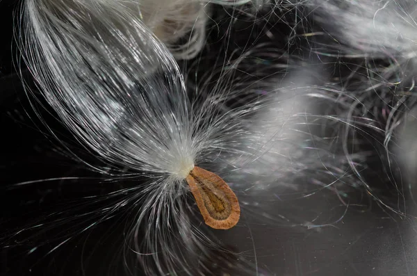 Elegant White Milkweed Fibers Presenting Its Seed — Stock Photo, Image