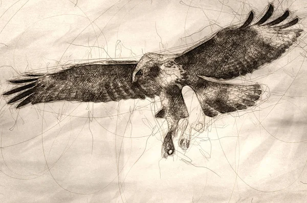 Sketch Immature Red Tailed Hawk Flight — Stok Foto